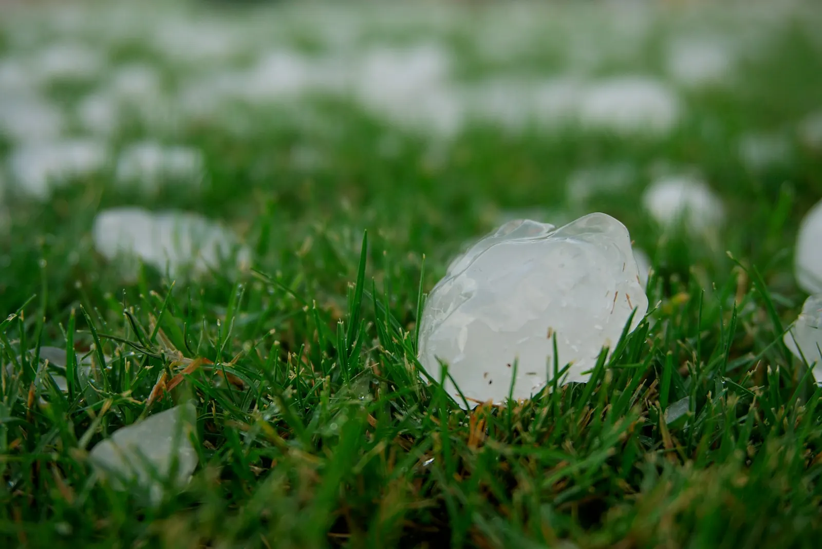 Hailstones scattered across a lawn after a storm